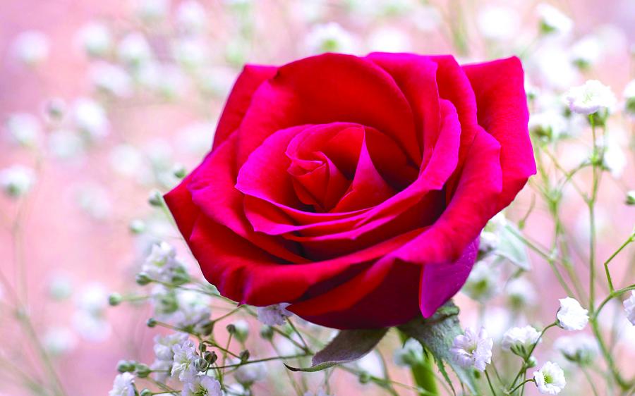 Conheça a origem do Dia das mães