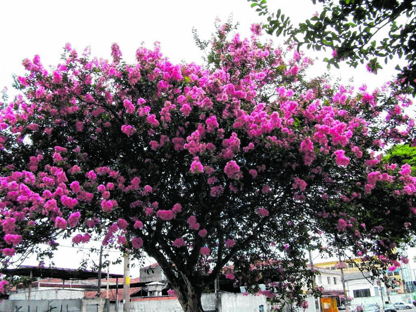 Vila Sabrina faz aniversário em 23 de Setembro