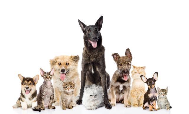Resolução do CFMV altera regras para estabelecimentos veterinários de animais de companhia