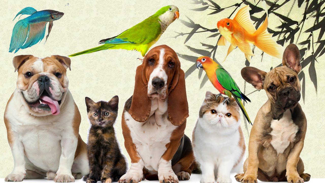 Senado aprova projeto de lei que proíbe o tratamento de animais como coisas
