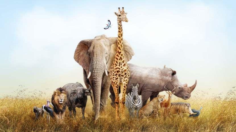 Dia Mundial dos Animais - 4 de outubro