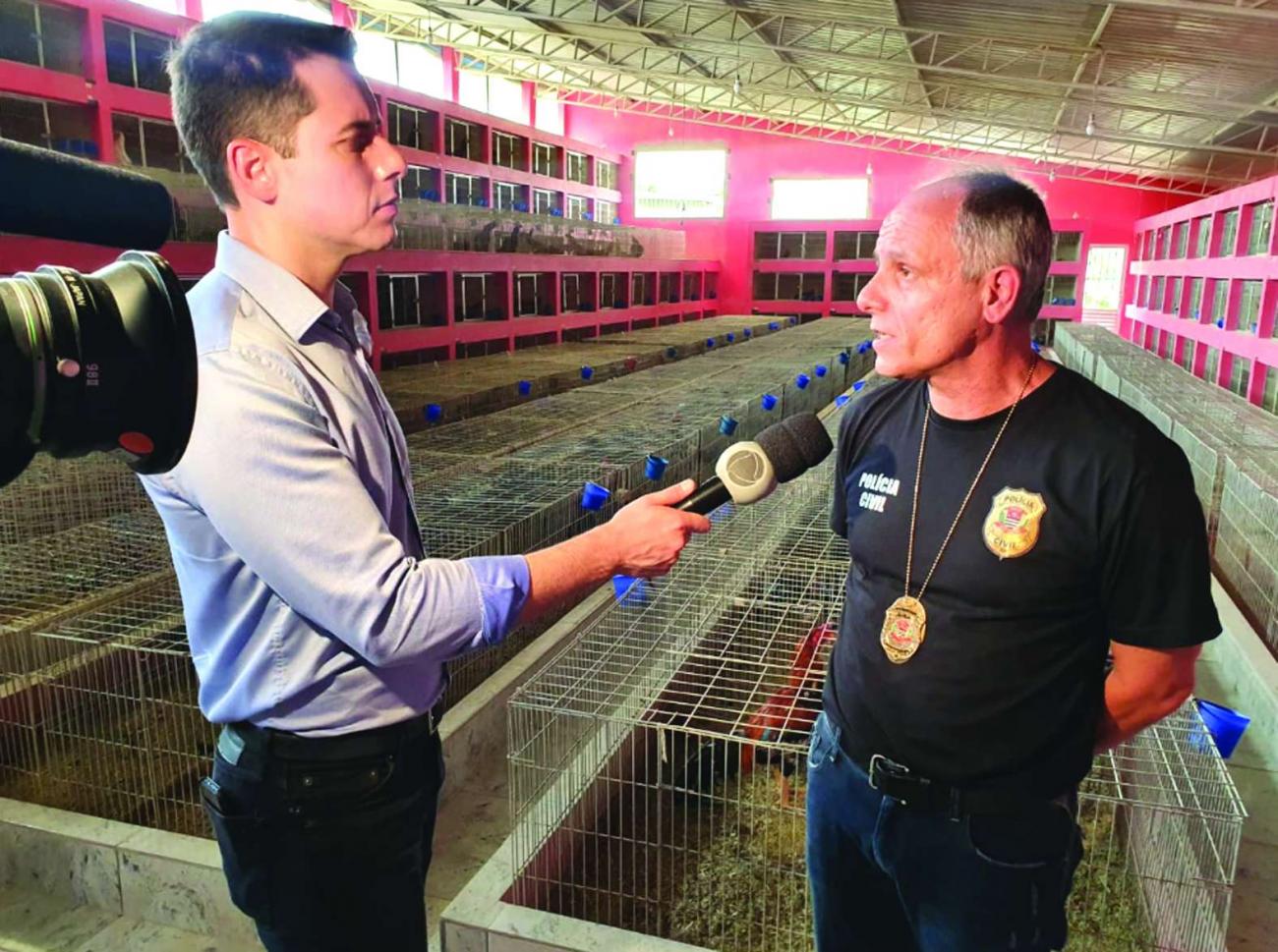 Galos usados em rinhas são apreendidos em São Paulo