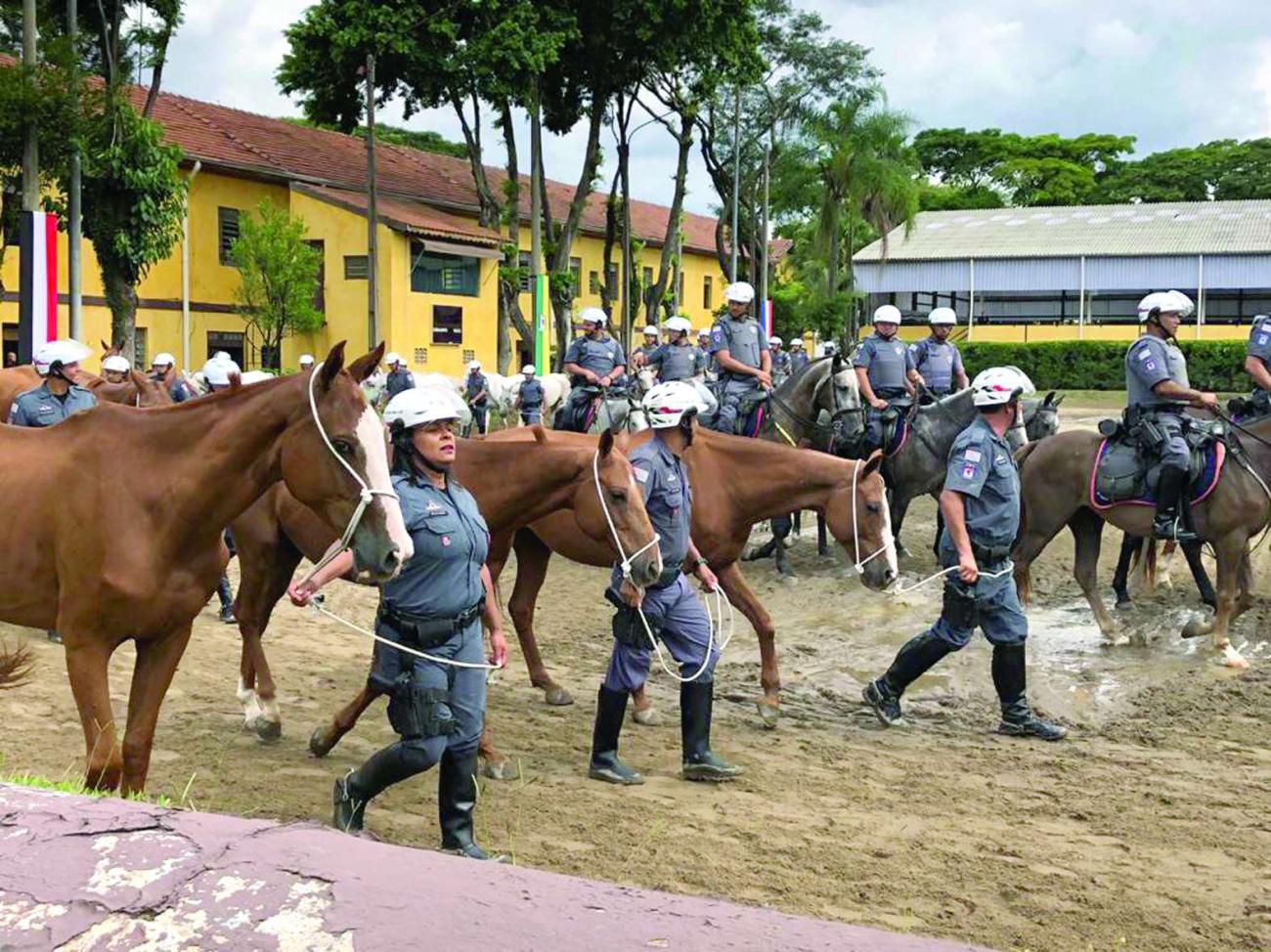 Cavalaria da Polícia Militar adquire 100 novos solípedes