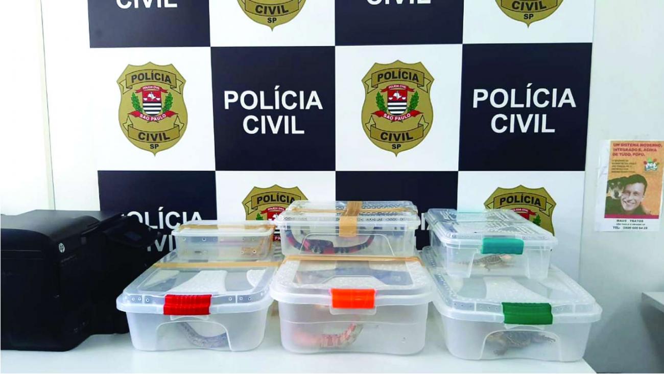 Departamento de Polícia de Proteção à Cidadania detém estudante que armazenava animais silvestres em casa