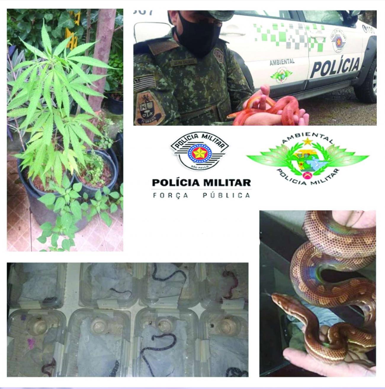 Polícia Ambiental detém traficante de animais com droga e 17 serpentes