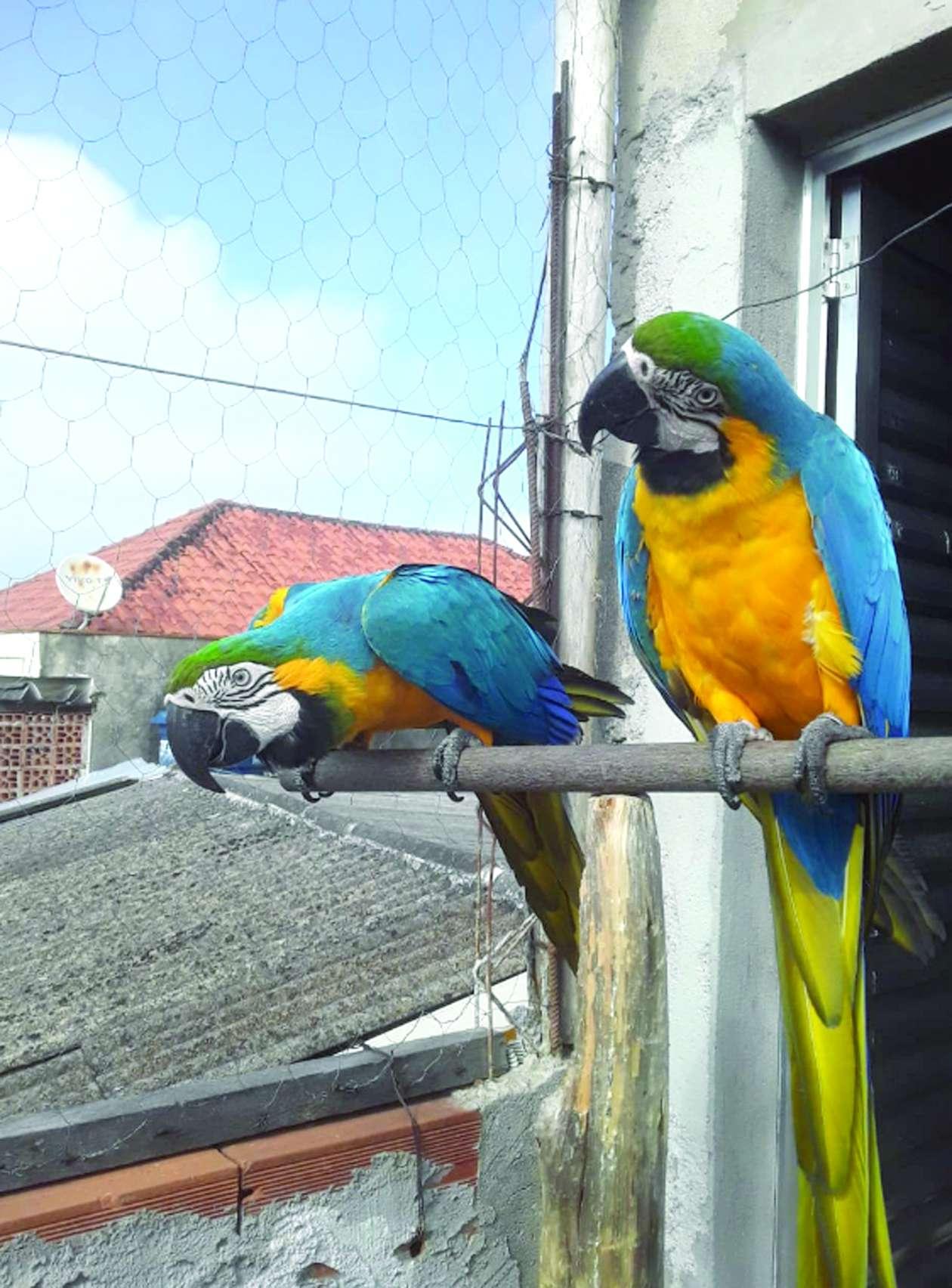Polícia Militar Ambiental realiza Operação GAIA