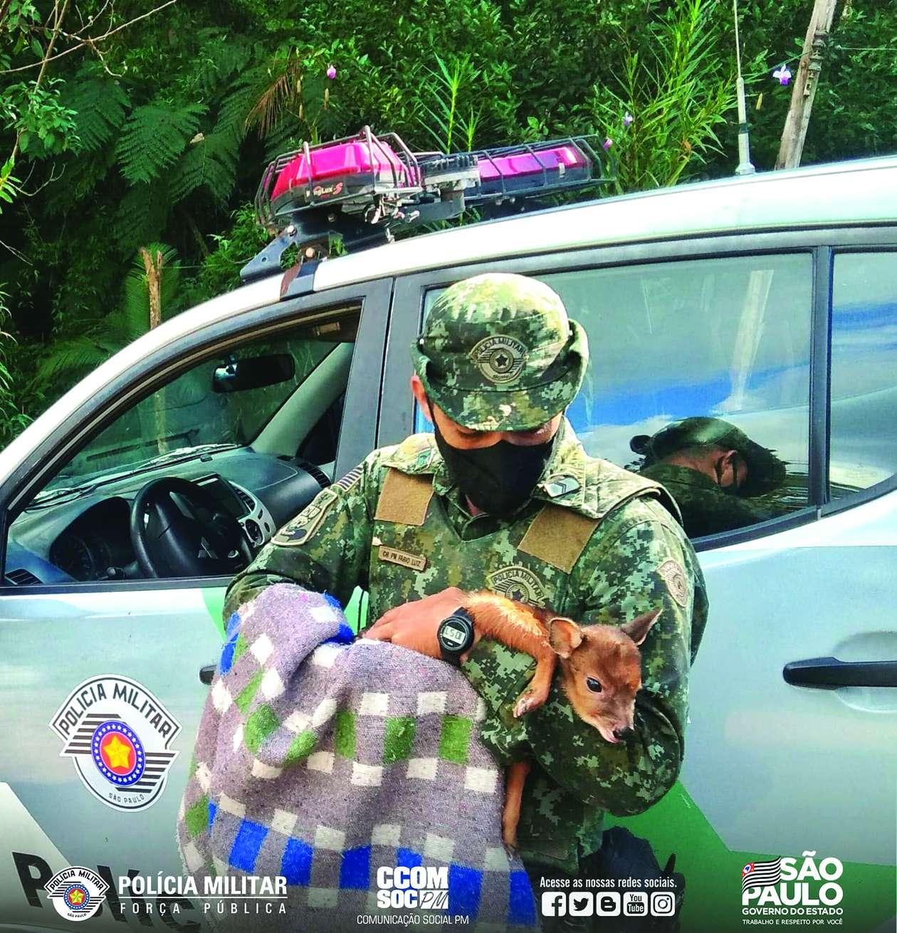 Casal é autuado por manter veado-campeiro em cativeiro em Pedro de Toledo