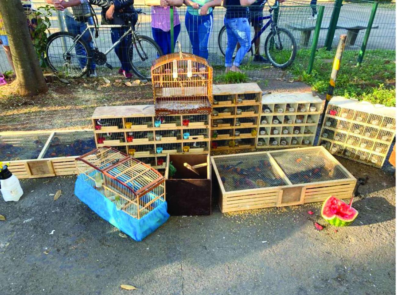 Polícia Ambiental faz apreensão de animais silvestres