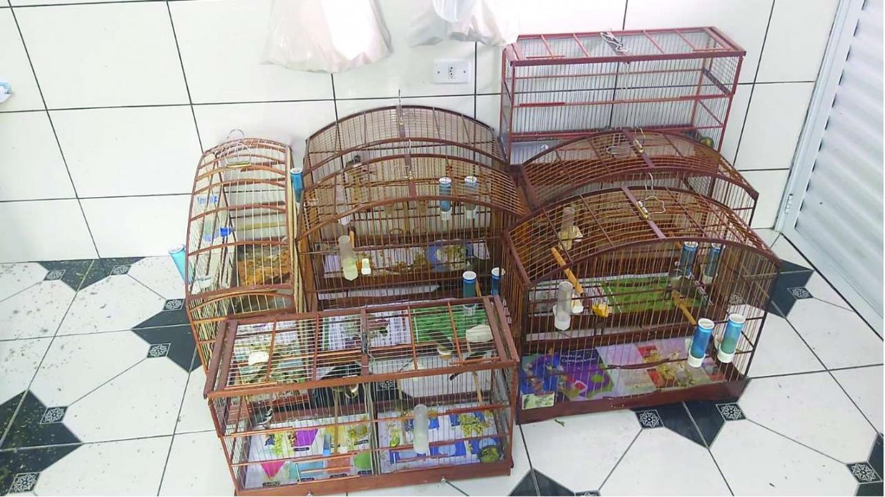 Polícia Ambiental faz apreensão de aves