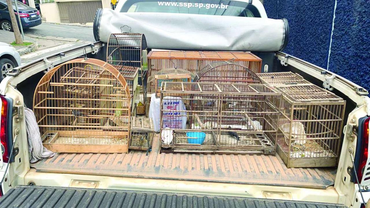 Polícia Militar Ambiental autua menores por prática ilegal de caça de aves