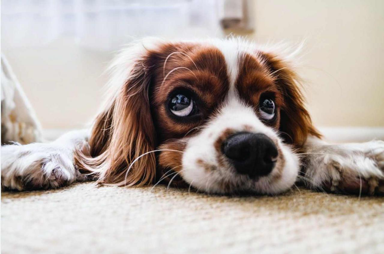 Dia Mundial dos Animais