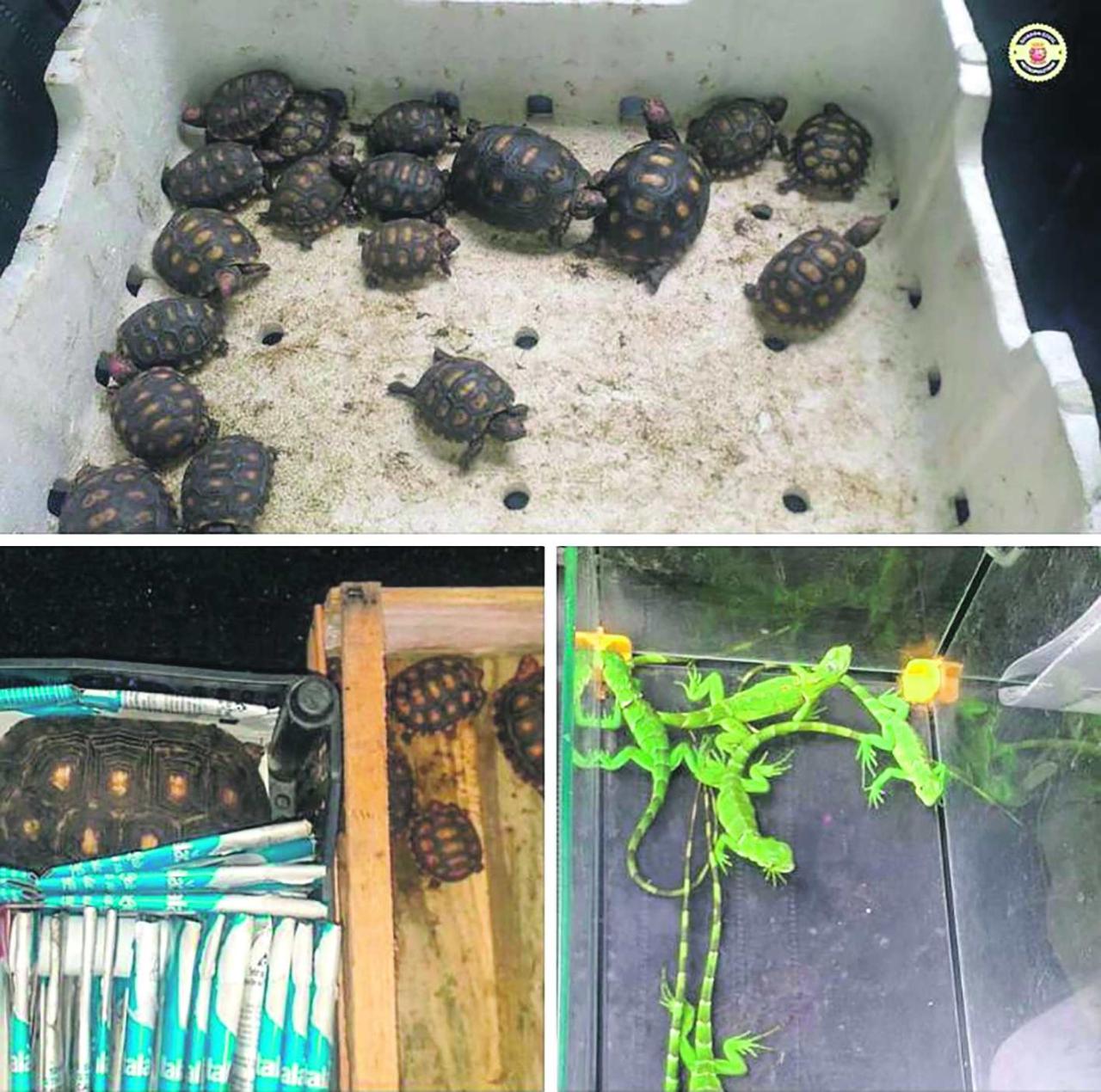 GCMs fazem apreensão de animais comercializados irregularmente