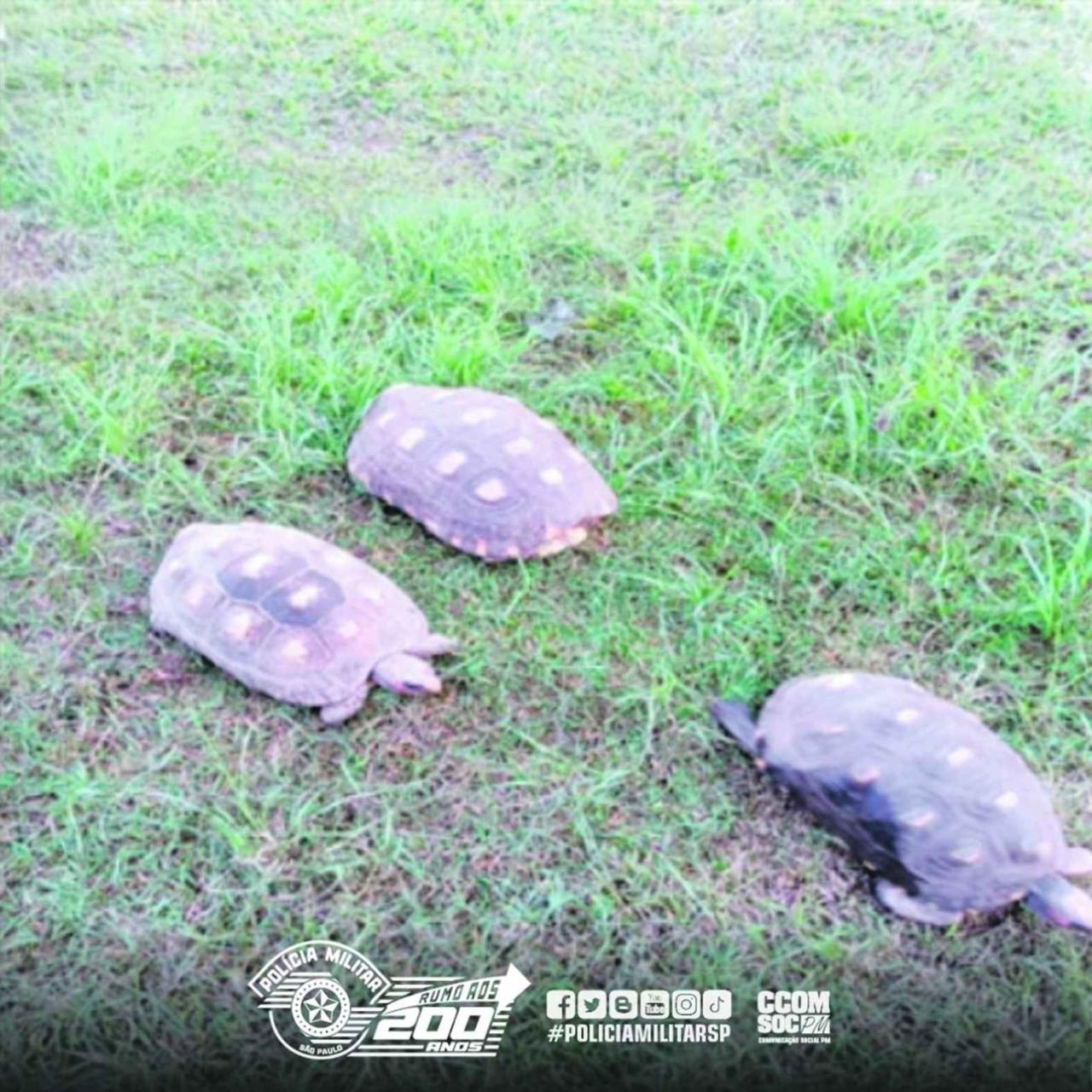 Papagaios e jabutis são resgatados pela PM Ambiental em Pindamonhangaba