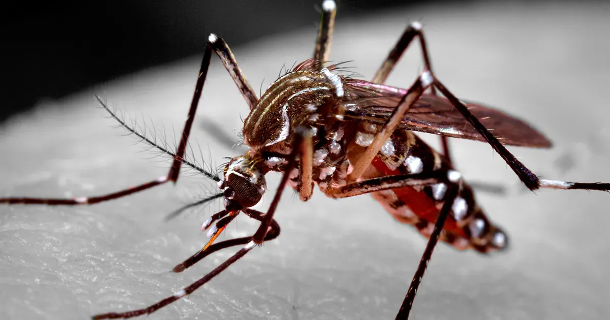 Dengue, uma realidade que precisa ser combatida