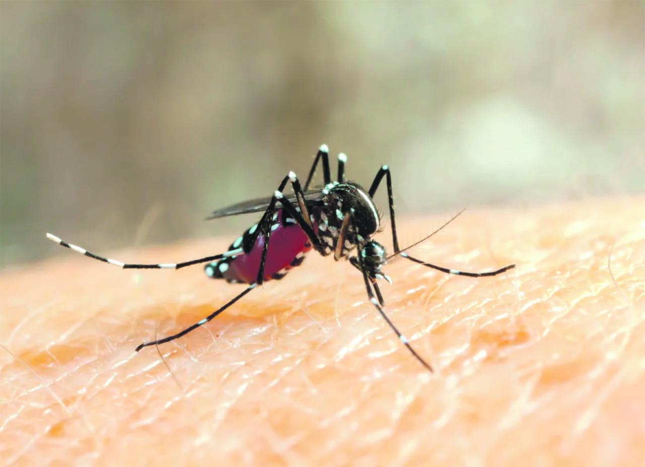 Dengue, uma realidade que precisa ser combatida
