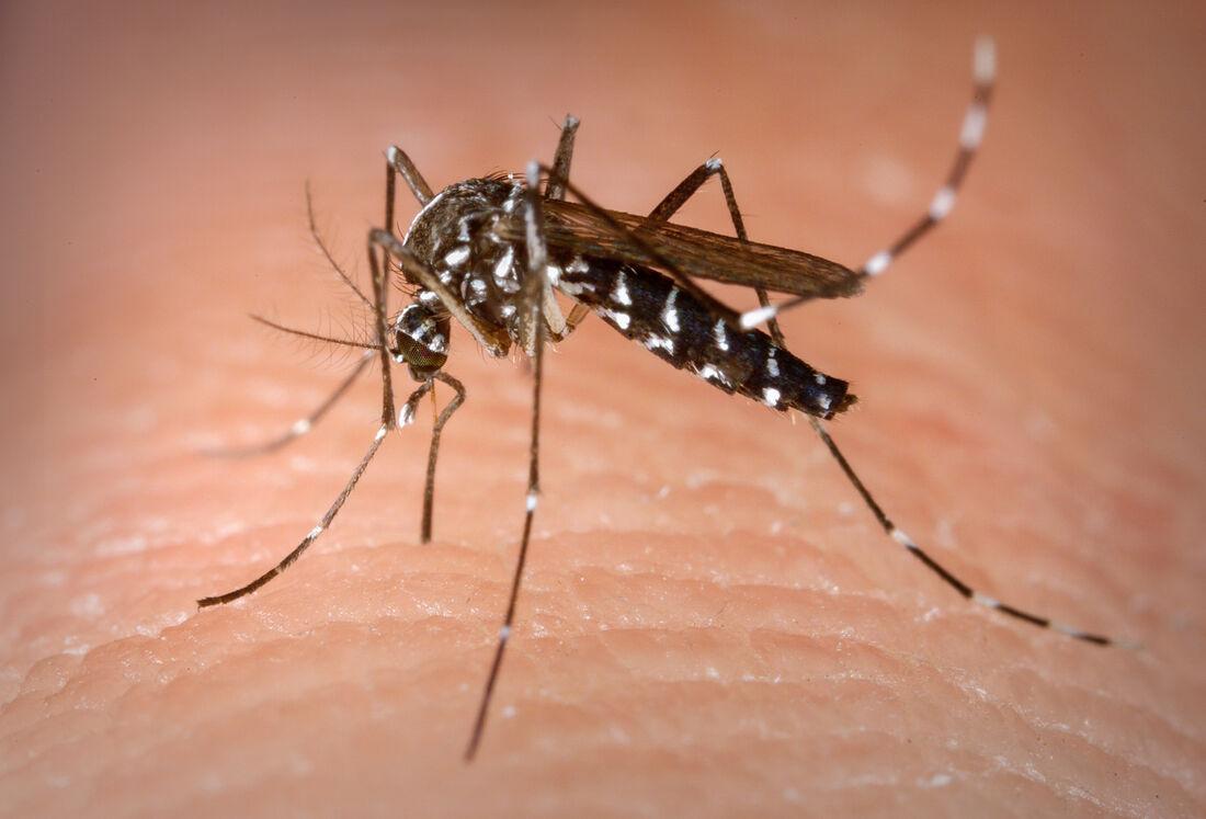 Prefeitura aumenta de 2 mil para 12 mil número de agentes de combate à dengue nas ruas da Capital