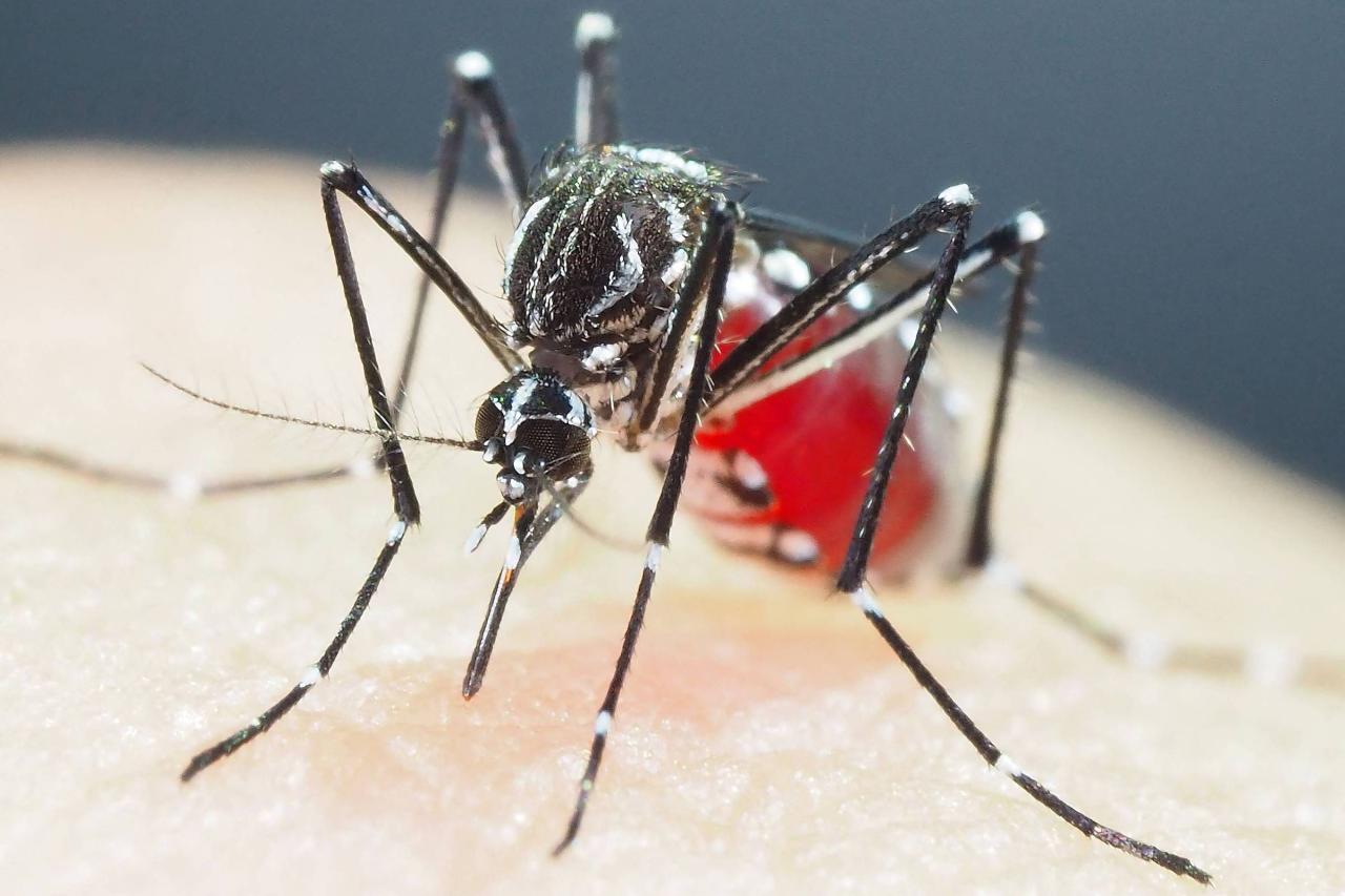 Dengue, uma realidade que precisa ser combatida