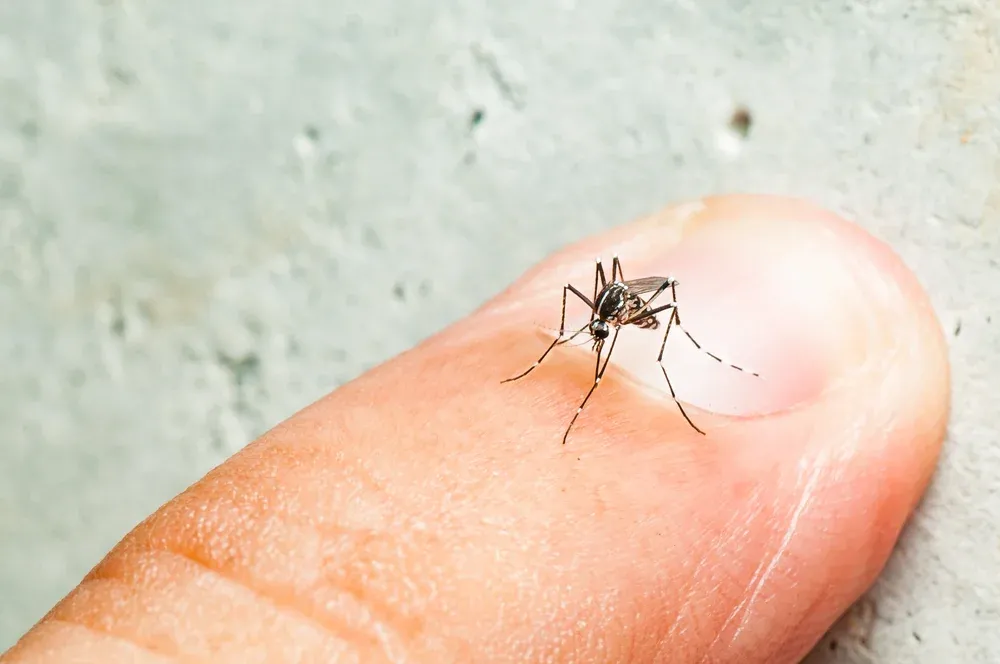 Ministério da Saúde, estados e municípios unem esforços para ações de enfrentamento da dengue