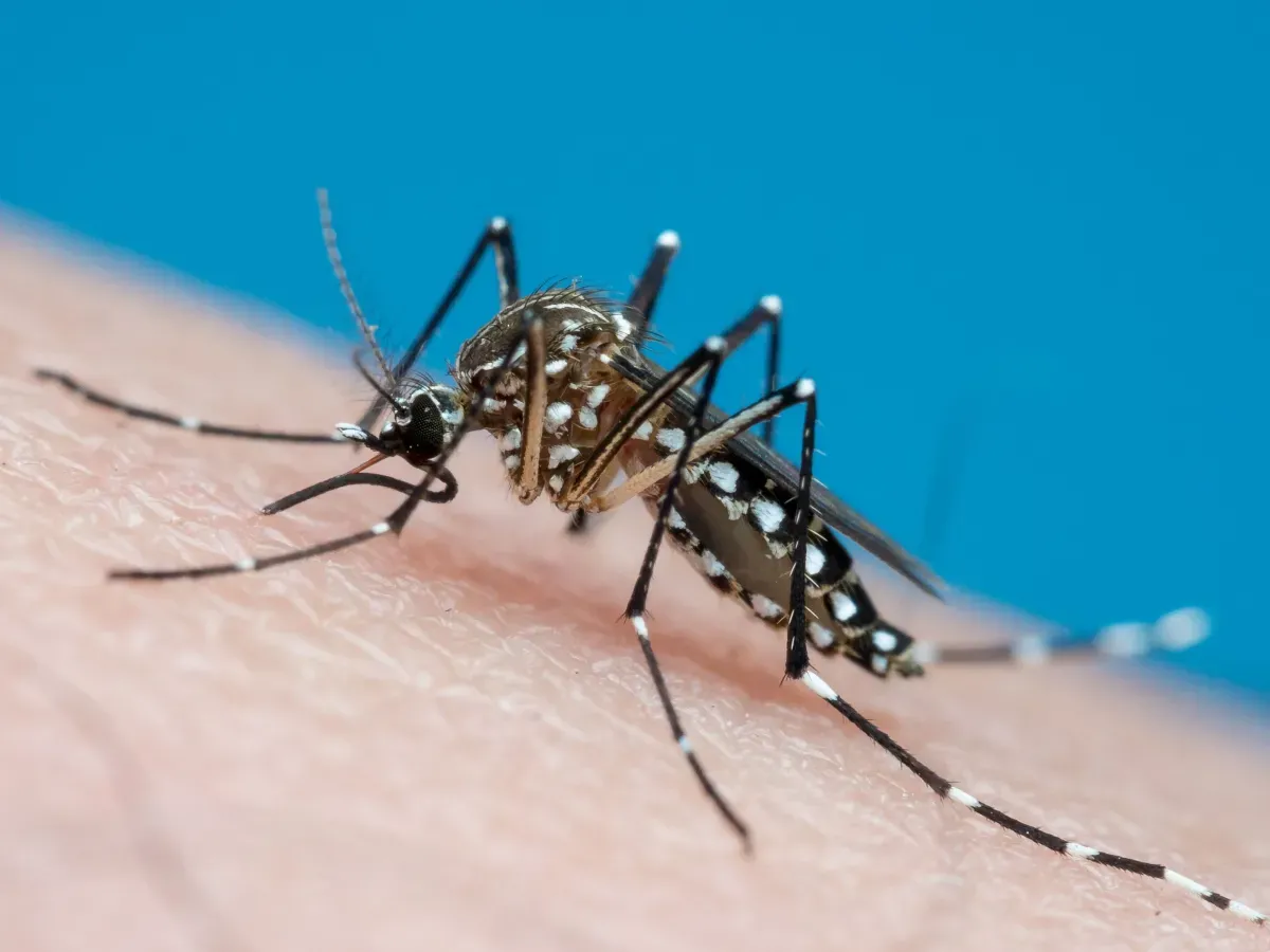 Ministério da Saúde, estados e municípios unem esforços para ações de enfrentamento da dengue