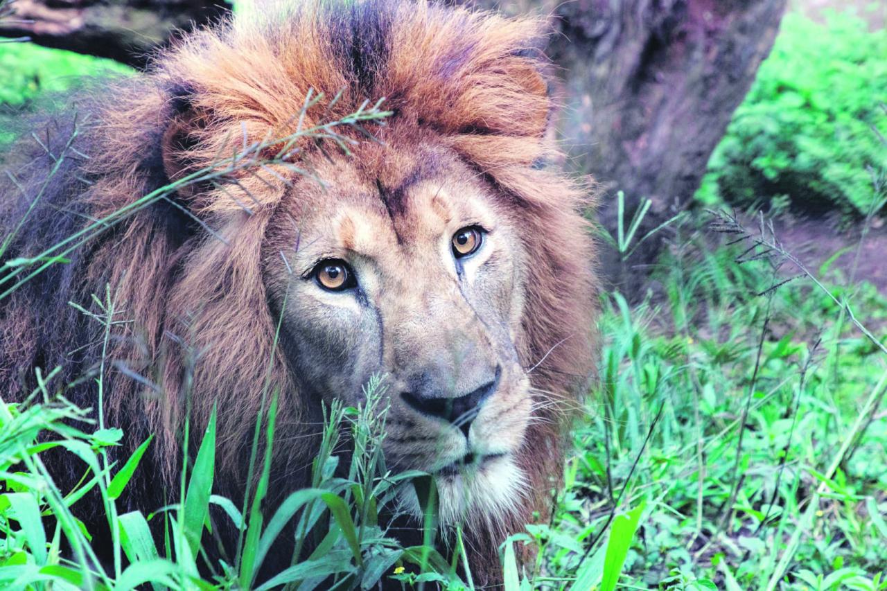 Zoológico de São Paulo celebra a data com promoção especial o Dia dos Pais