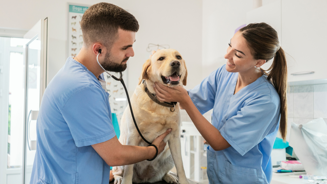 Dia do Médico Veterinário