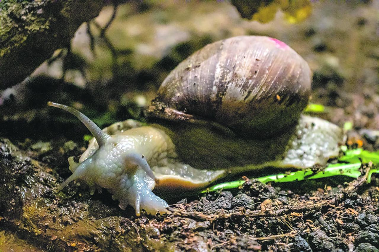 Caramujos, vilões ou aliados da natureza? Zoológico de São Paulo esclarece mitos e verdades sobre os moluscos