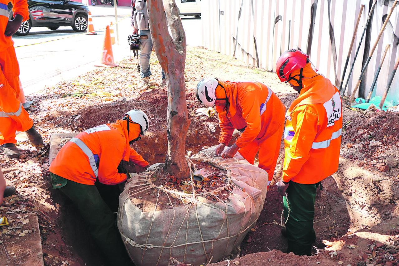 Já ouviu falar em transplante de árvores? Esse é mais um método da Prefeitura para preservar espécies durante obras urbanas
