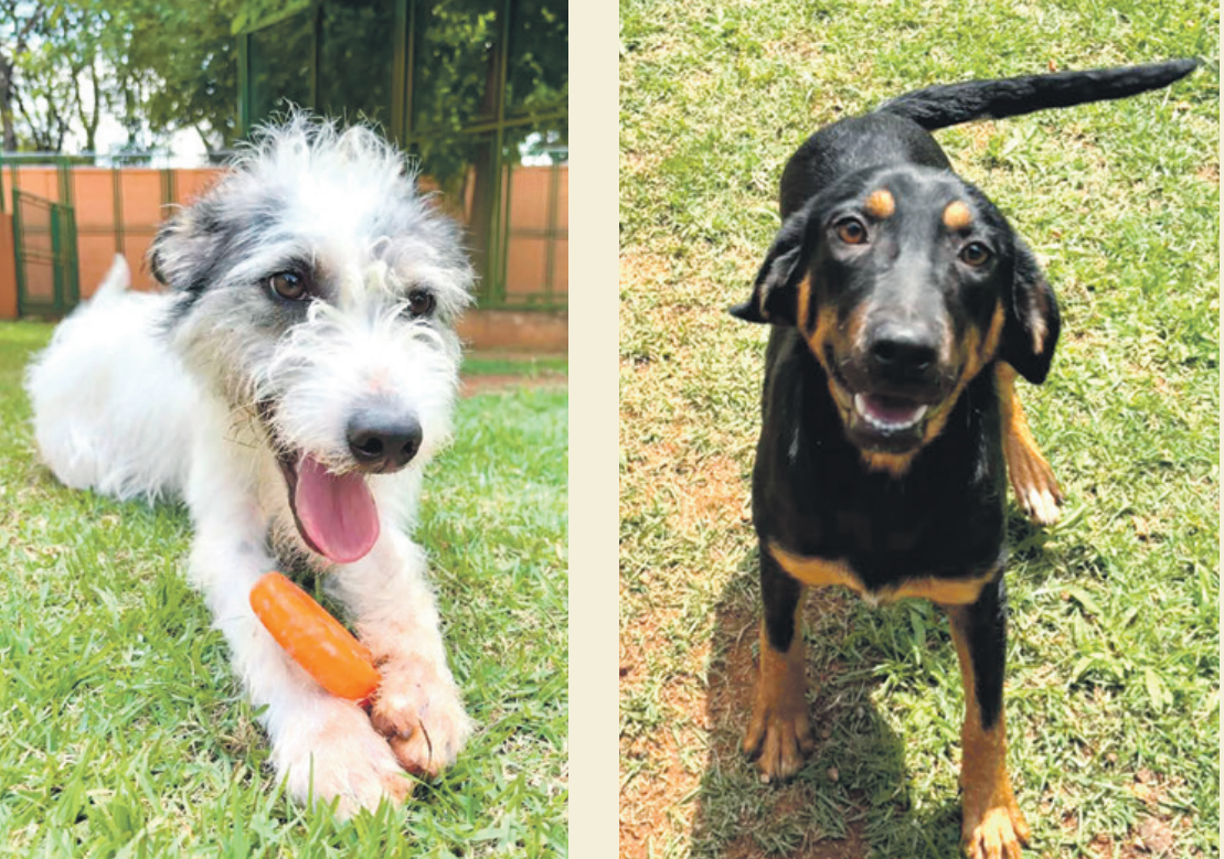 Prefeitura realiza evento “República dos Pets” para incentivar a adoção de animais