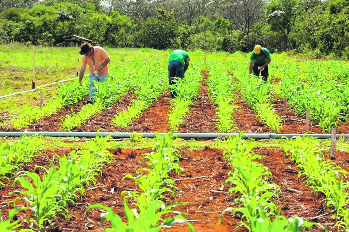 Dia da Conservação do Solo