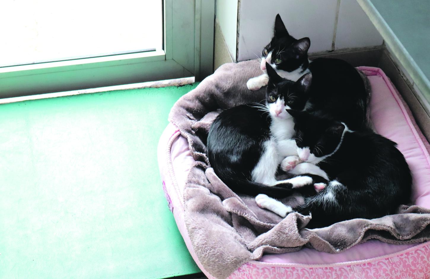 Missão Novo Lar' promove adoção de cães e gatos na Cosap neste sábado (29)
