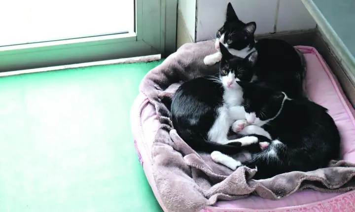 Missão Novo Lar' promove adoção de cães e gatos na Cosap neste sábado (29)