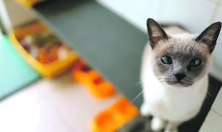 Prefeitura promove evento “Recomeços” para começar o ano com um novo amigo pet